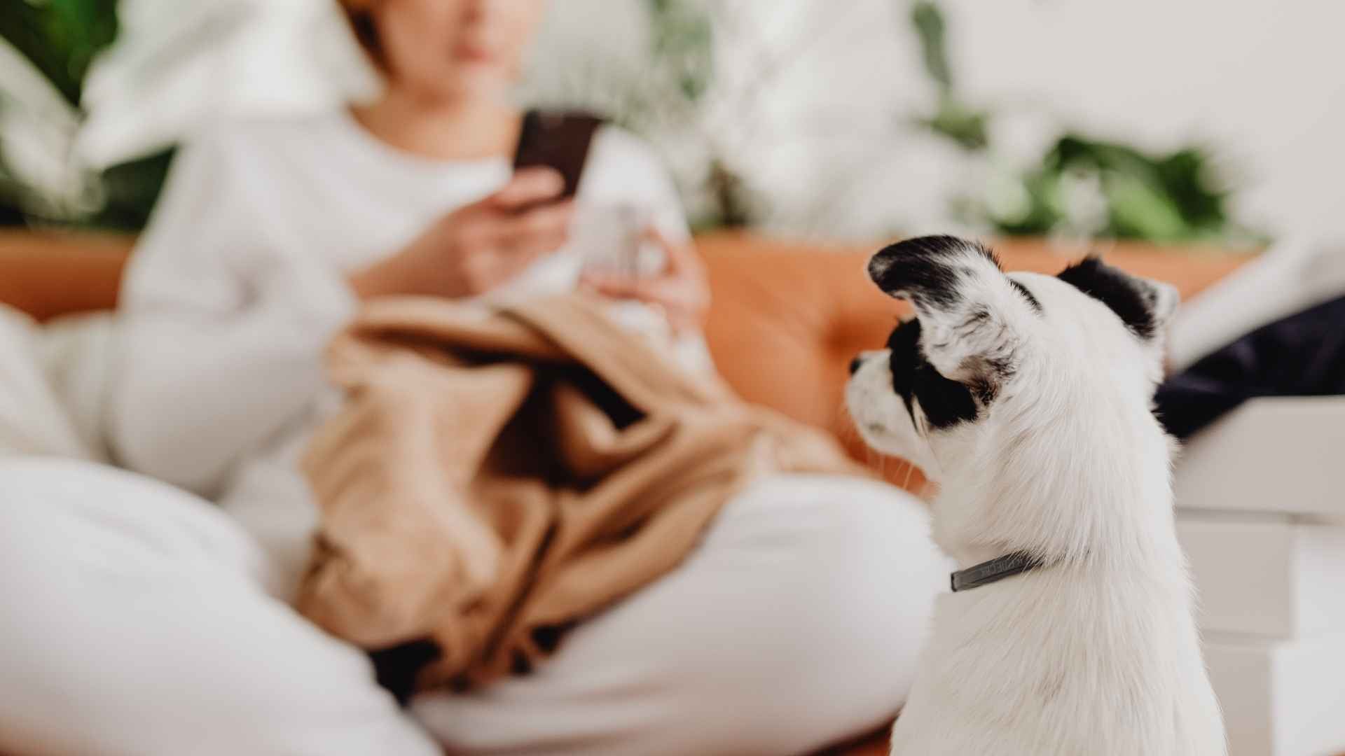 Perro con hernia discal